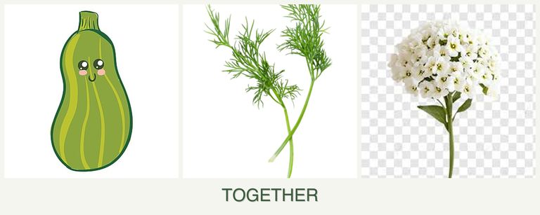 Can you plant zucchini, dill and alyssum together?