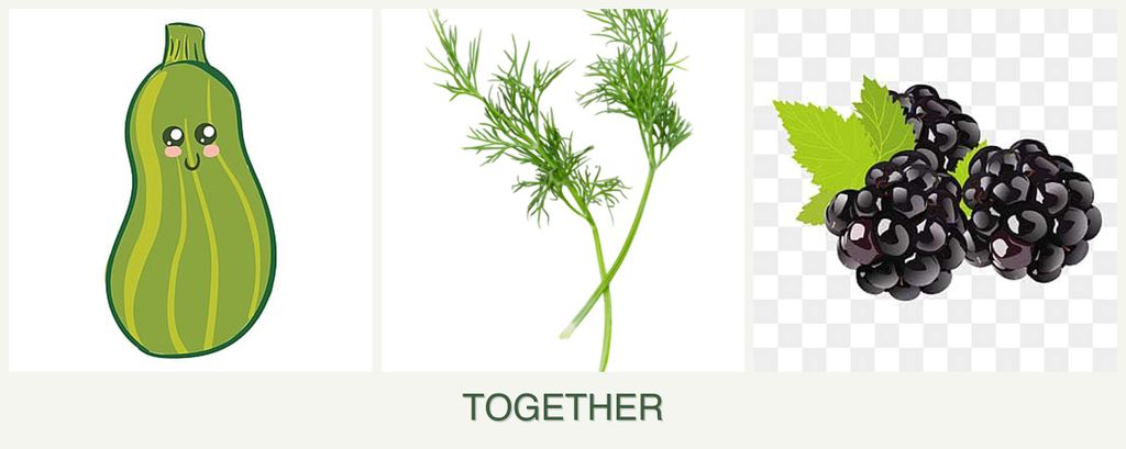 Can you plant zucchini, dill and blackberries together?