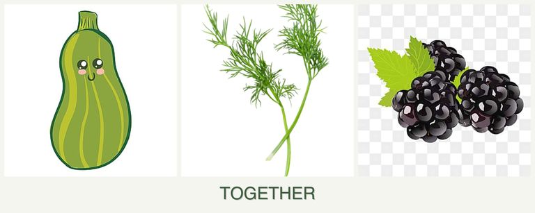 Can you plant zucchini, dill and blackberries together?
