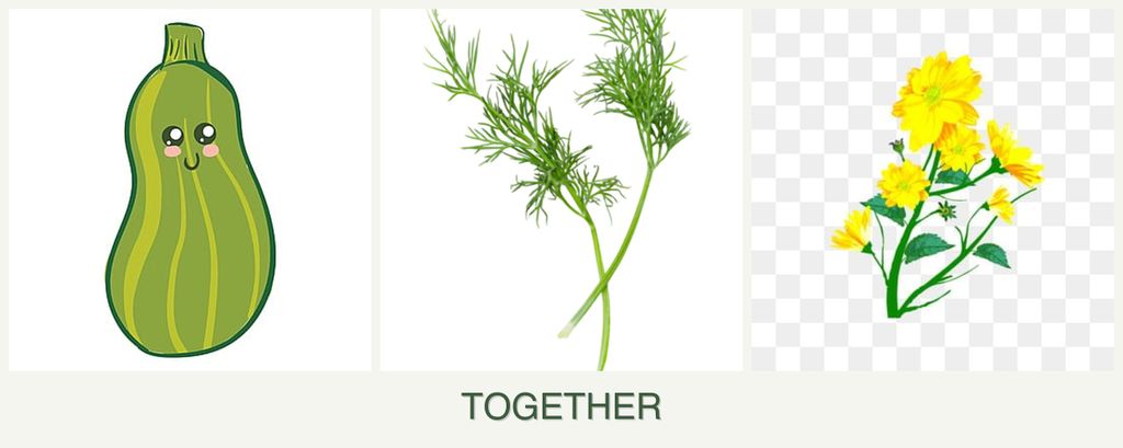 Can you plant zucchini, dill and calendula together?