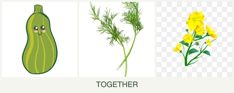 Can you plant zucchini, dill and calendula together?