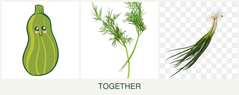 Can you plant zucchini, dill and chives together?