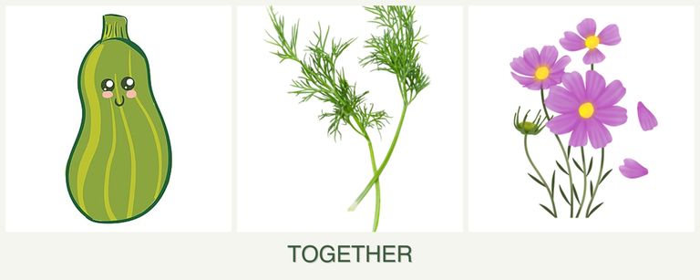 Can you plant zucchini, dill and cosmos together?