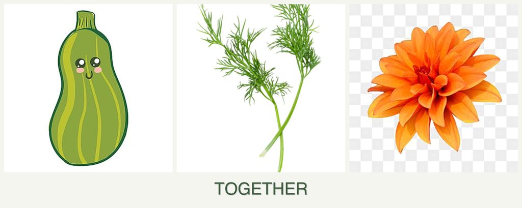 Can you plant zucchini, dill and dahlias together?