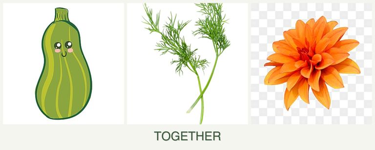 Can you plant zucchini, dill and dahlias together?