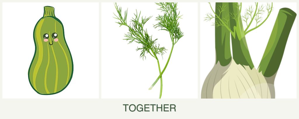 Can you plant zucchini, dill and fennel together?
