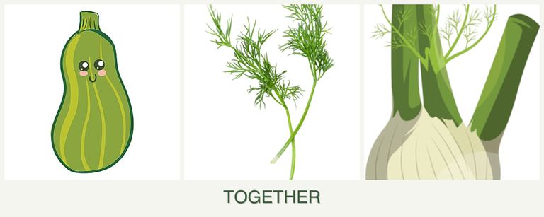 Can you plant zucchini, dill and fennel together?