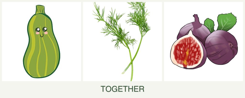 Can you plant zucchini, dill and figs together?