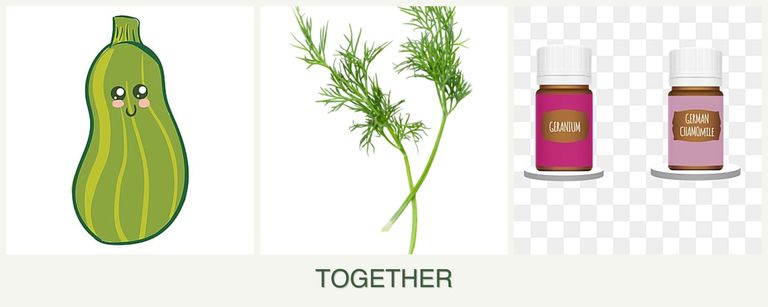 Can you plant zucchini, dill and geraniums together?