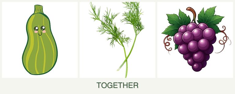 Can you plant zucchini, dill and grapes together?