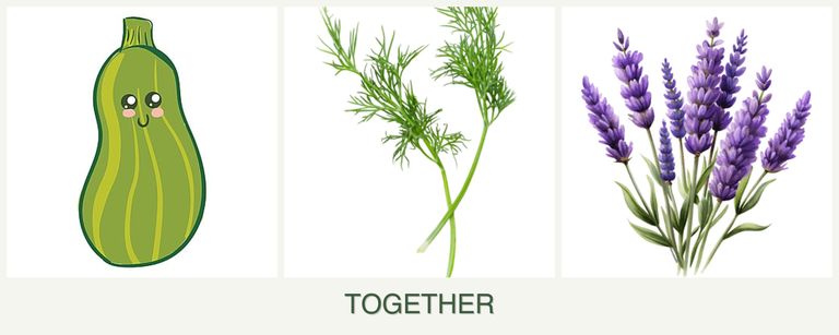 Can you plant zucchini, dill and lavender together?