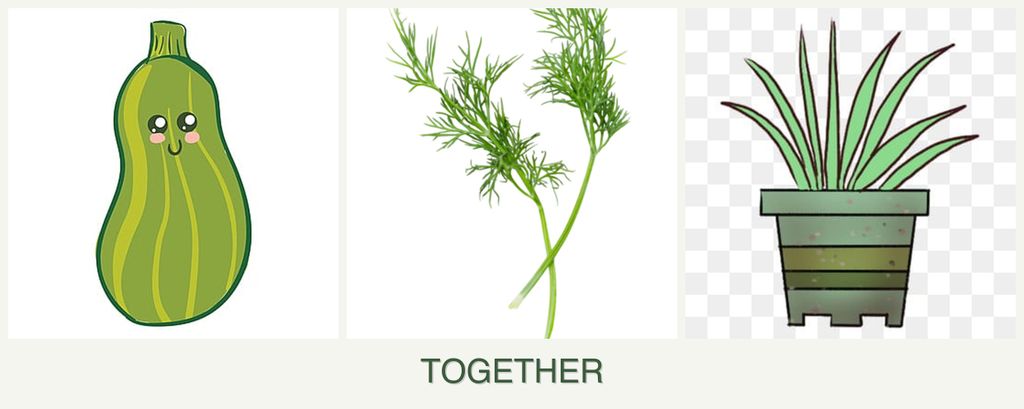 Can you plant zucchini, dill and lemongrass together?