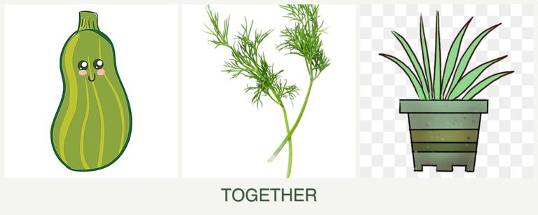 Can you plant zucchini, dill and lemongrass together?