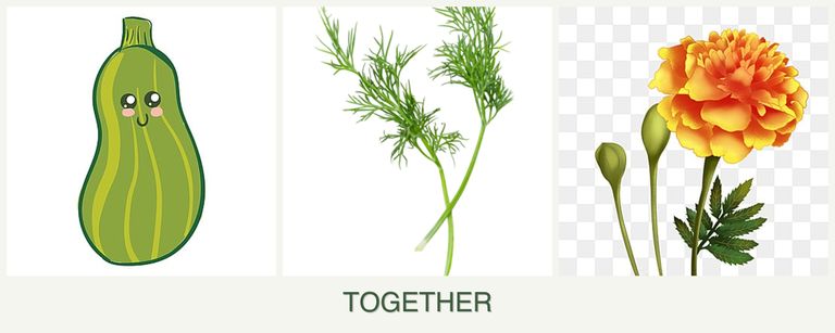 Can you plant zucchini, dill and marigolds together?