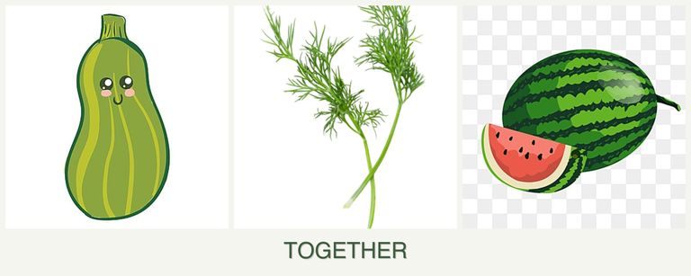 Can you plant zucchini, dill and melons together?