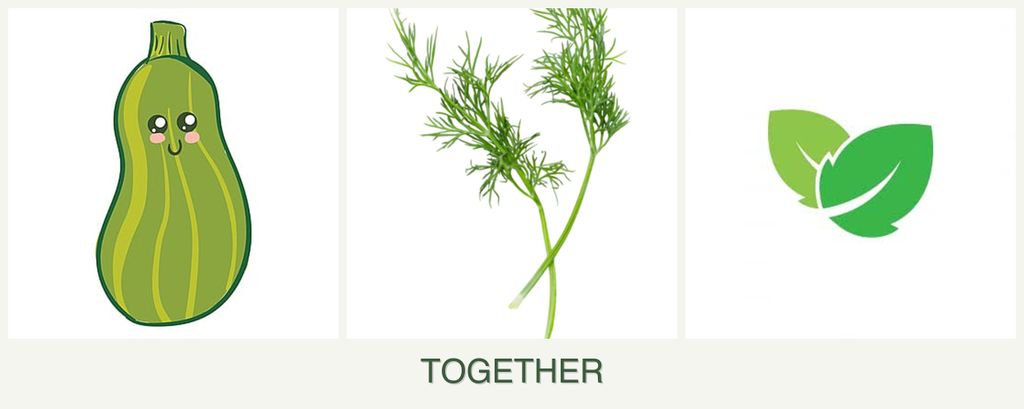 Can you plant zucchini, dill and mint together?