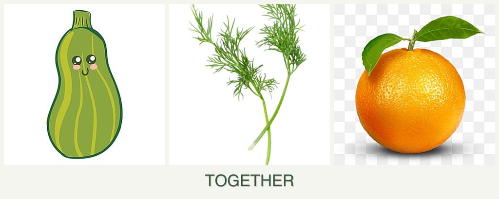 Can you plant zucchini, dill and oranges together?