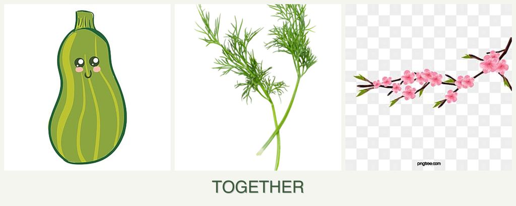 Can you plant zucchini, dill and peaches together?