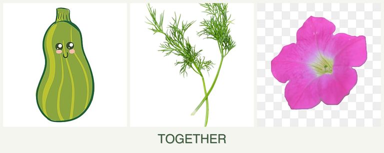 Can you plant zucchini, dill and petunias together?