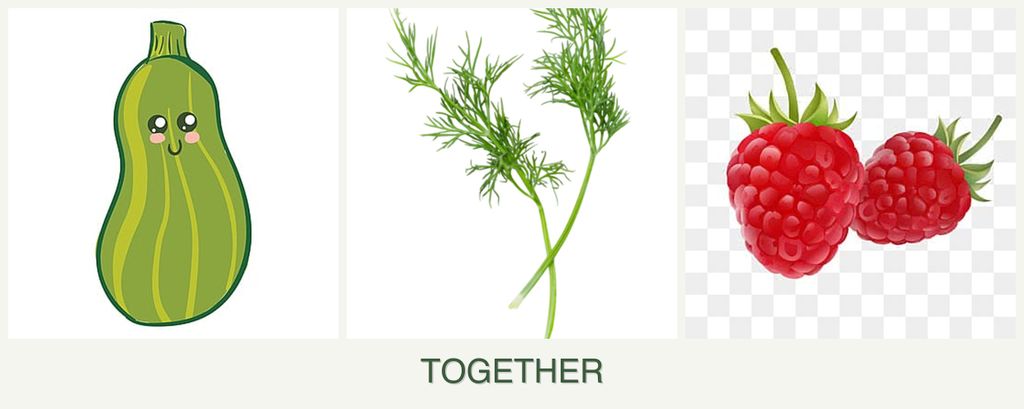 Can you plant zucchini, dill and raspberries together?