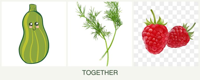 Can you plant zucchini, dill and raspberries together?