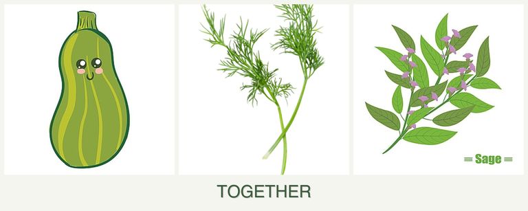 Can you plant zucchini, dill and sage together?