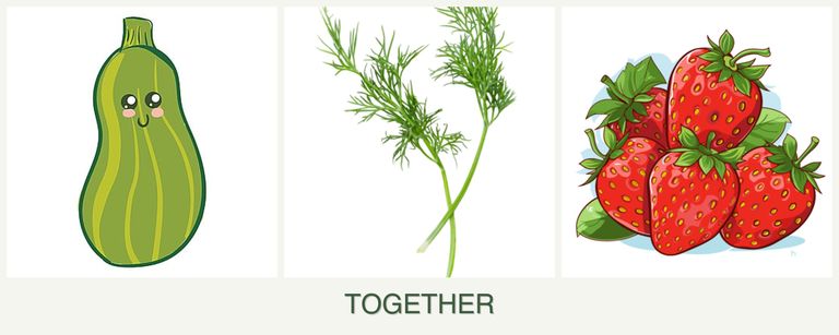 Can you plant zucchini, dill and strawberries together?