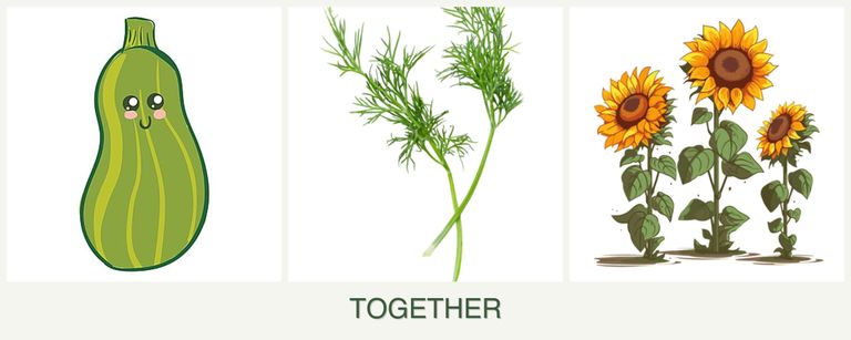 Can you plant zucchini, dill and sunflowers together?