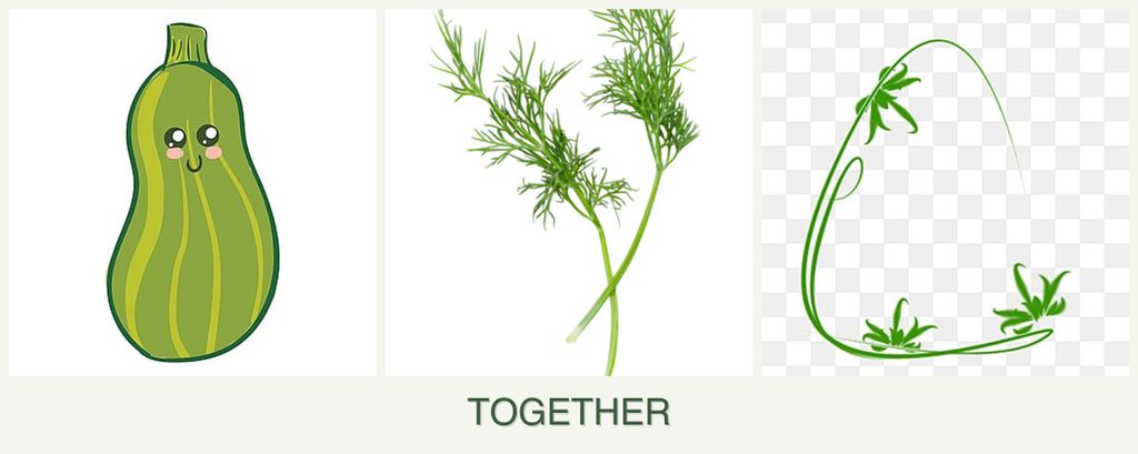 Can you plant zucchini, dill and tarragon together?