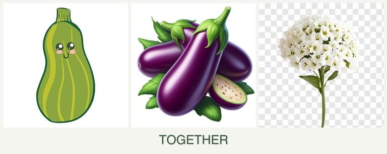 Can you plant zucchini, eggplant and alyssum together?