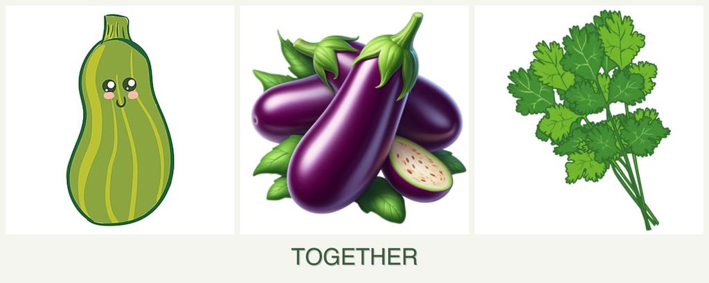 Can you plant zucchini, eggplant and cilantro together?