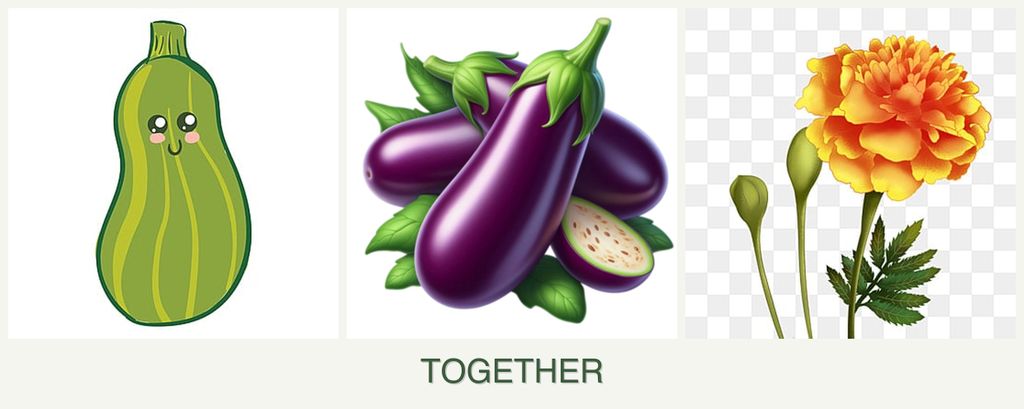 Can you plant zucchini, eggplant and marigolds together?