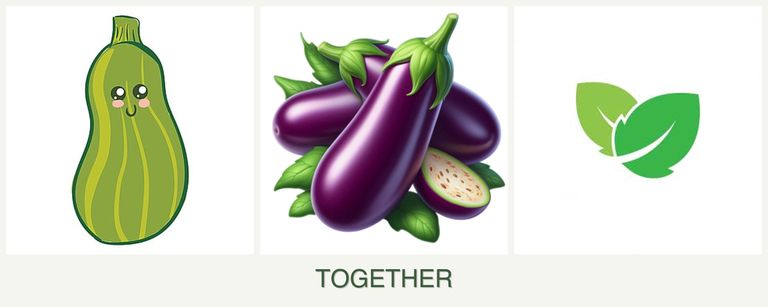 Can you plant zucchini, eggplant and mint together?