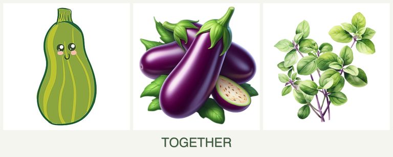 Can you plant zucchini, eggplant and oregano together?