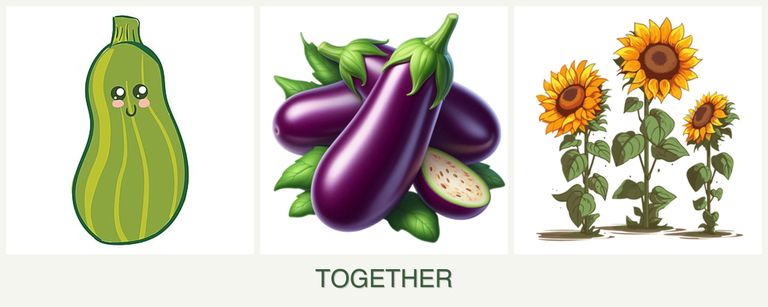 Can you plant zucchini, eggplant and sunflowers together?