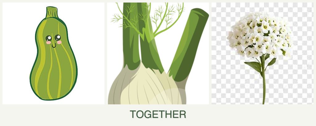 Can you plant zucchini, fennel and alyssum together?