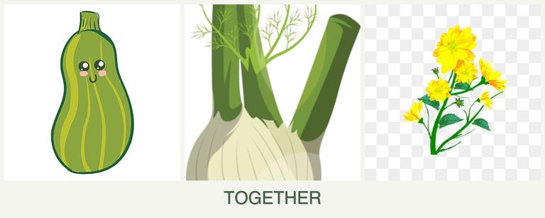 Can you plant zucchini, fennel and calendula together?