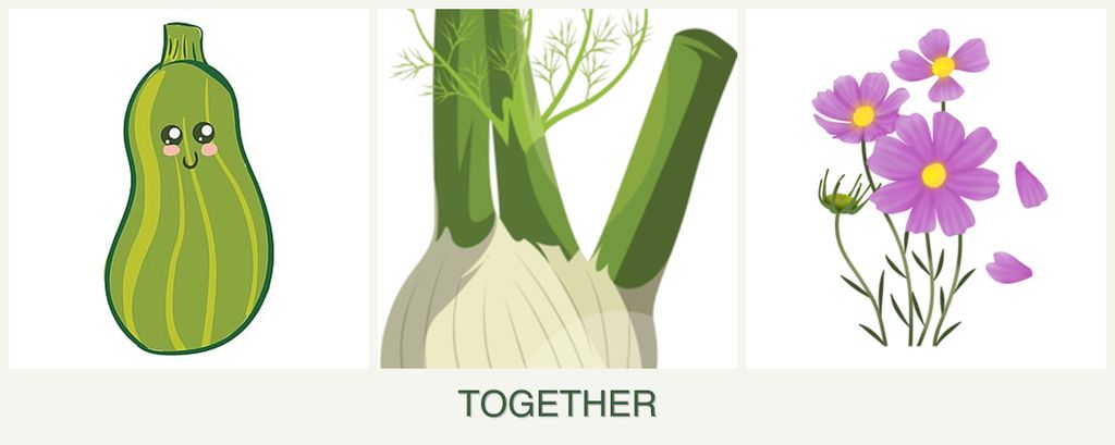 Can you plant zucchini, fennel and cosmos together?