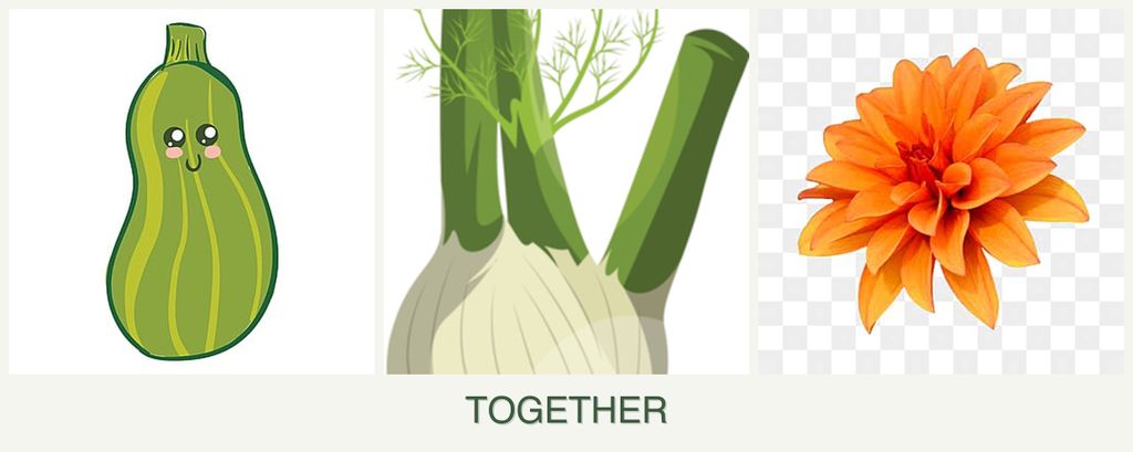 Can you plant zucchini, fennel and dahlias together?