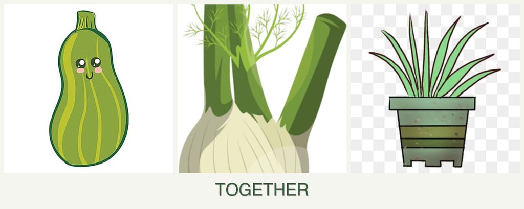 Can you plant zucchini, fennel and lemongrass together?