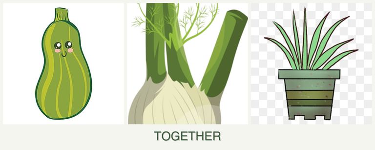 Can you plant zucchini, fennel and lemongrass together?