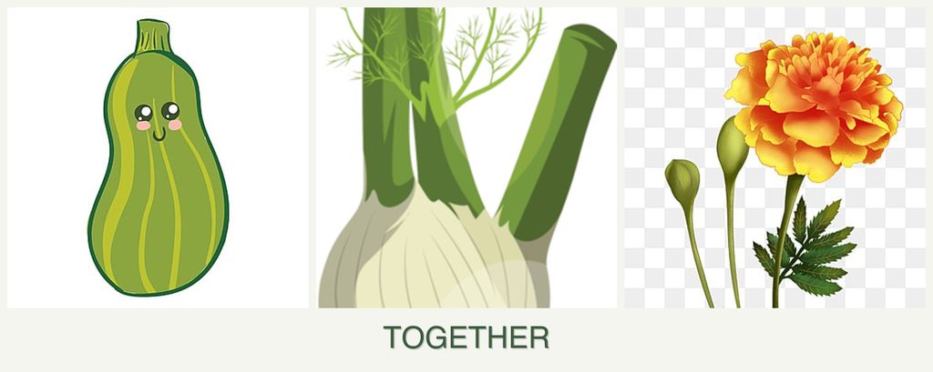 Can you plant zucchini, fennel and marigolds together?