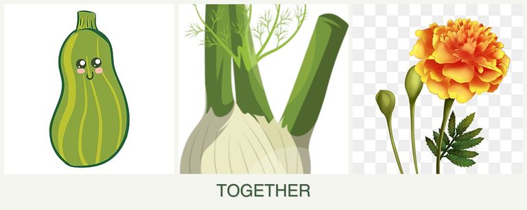 Can you plant zucchini, fennel and marigolds together?