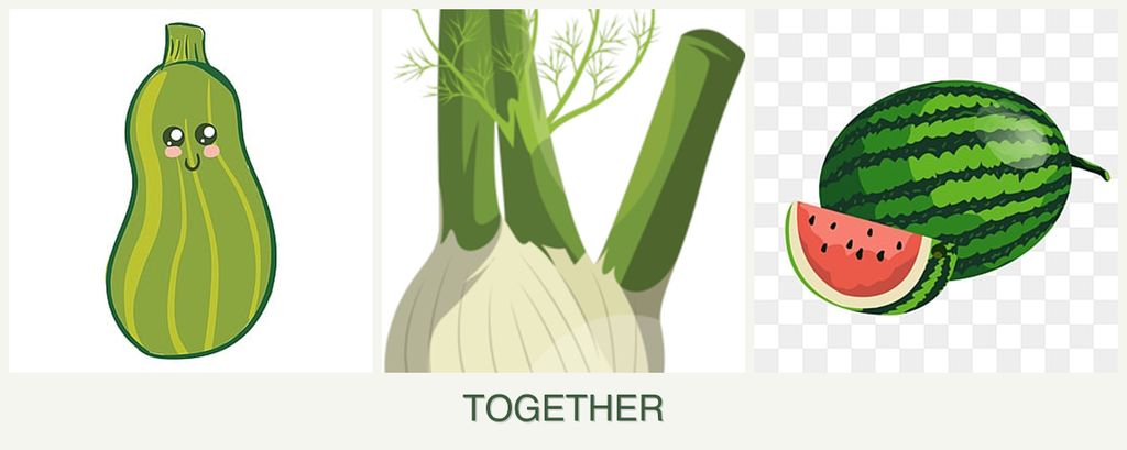 Can you plant zucchini, fennel and melons together?