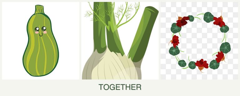 Can you plant zucchini, fennel and nasturtiums together?