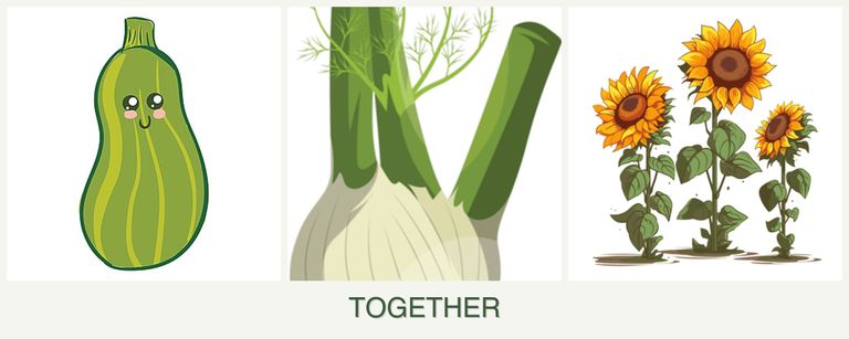 Can you plant zucchini, fennel and sunflowers together?