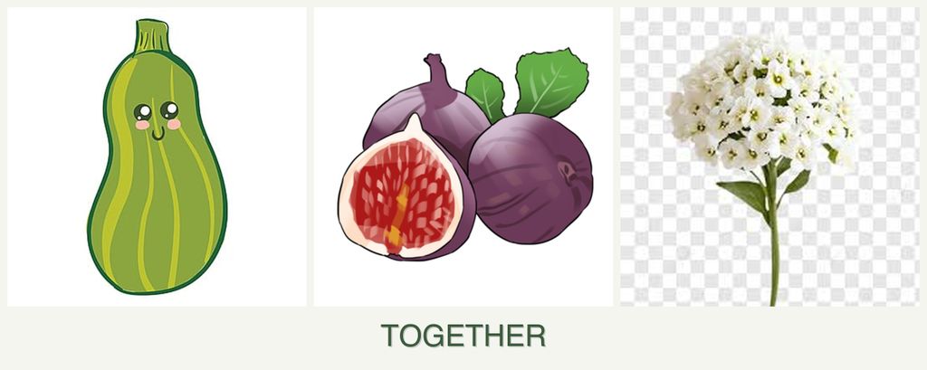 Can you plant zucchini, figs and alyssum together?