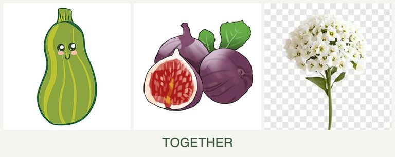 Can you plant zucchini, figs and alyssum together?
