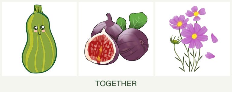 Can you plant zucchini, figs and cosmos together?
