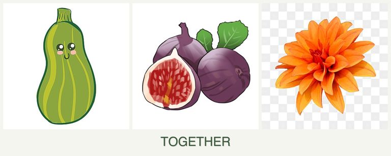 Can you plant zucchini, figs and dahlias together?